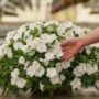 New Guinea Impatiens – Super Sonic White – 16″ Moss Hanging Basket